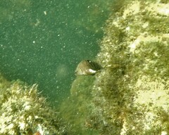 Serranus subligarius