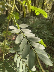 Senna marilandica