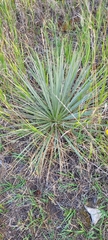 Yucca glauca
