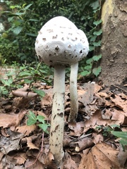 Chlorophyllum molybdites