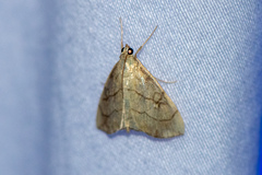 Evergestis pallidata
