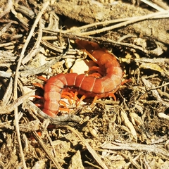 Scolopendridae