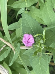 Pavonia lasiopetala