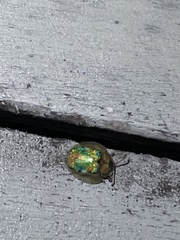 Eurypepla brevilineata