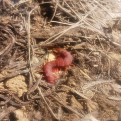 Scolopendridae