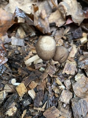 Pluteus longistriatus