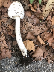 Chlorophyllum molybdites