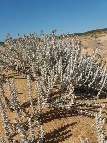 Cottonweed