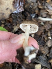 Pluteus longistriatus