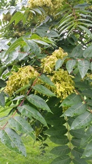 Ailanthus altissima
