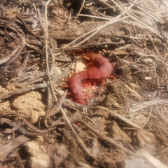 Scolopendridae