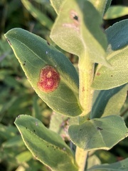 Asteromyia carbonifera
