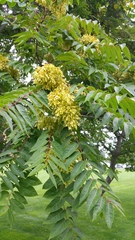 Ailanthus altissima