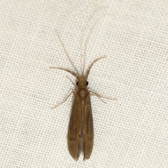 Oecetis