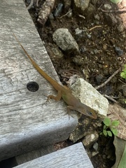 Anolis wattsii