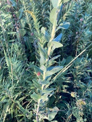 Asteromyia carbonifera