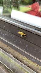 Cyrtoxipha columbiana