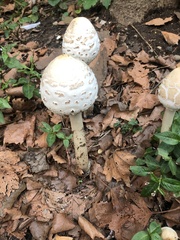 Chlorophyllum molybdites