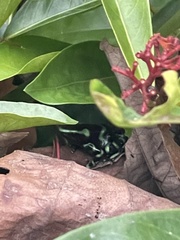 Dendrobates auratus