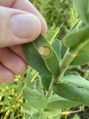 Asteromyia carbonifera