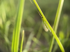 Chrysoperla rufilabris