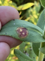 Asteromyia carbonifera