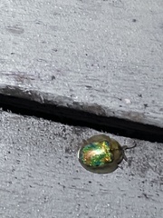 Eurypepla brevilineata