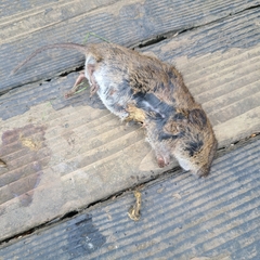 Microtus pennsylvanicus