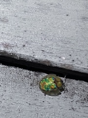 Eurypepla brevilineata