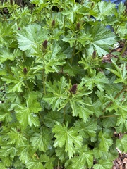 Sidalcea hendersonii