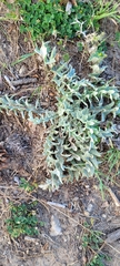 Cirsium undulatum
