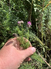 Dalea purpurea