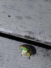 Eurypepla brevilineata