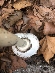 Chlorophyllum molybdites