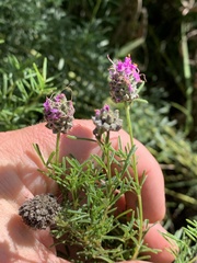 Dalea purpurea