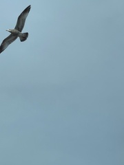 Larus argentatus