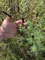 Dalea purpurea