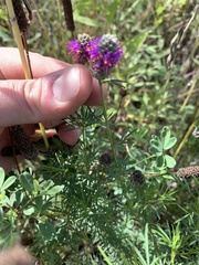 Dalea purpurea