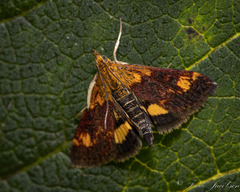 Pyrausta orphisalis