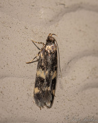 Oegoconia novimundi