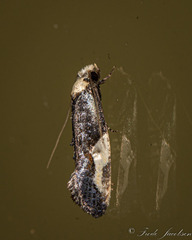 Monopis longella