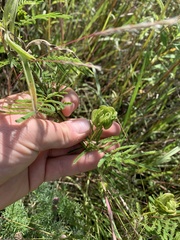 Desmanthus illinoensis