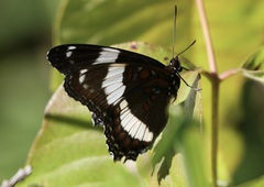 Limenitis arthemis arthemis