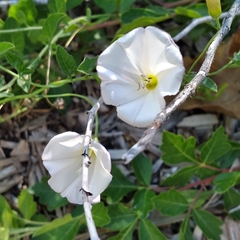 Calystegia occidentalis