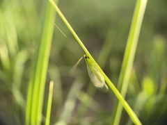 Chrysoperla rufilabris