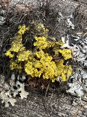 Vulpicida canadensis