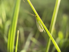 Chrysoperla rufilabris