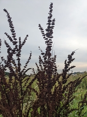 Rumex crispus