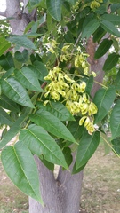 Ailanthus altissima