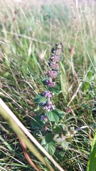 Mentha arvensis